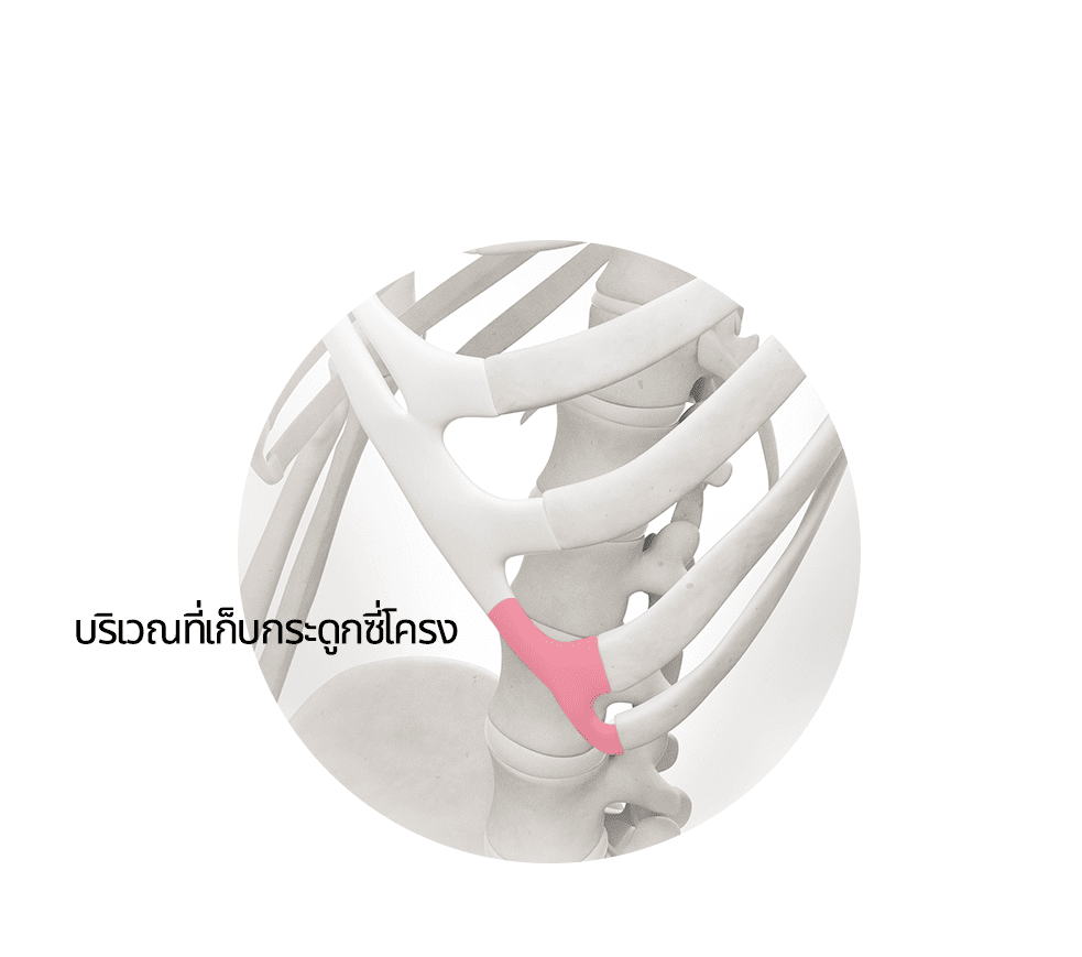 เก็บกระดูกซี่โครง