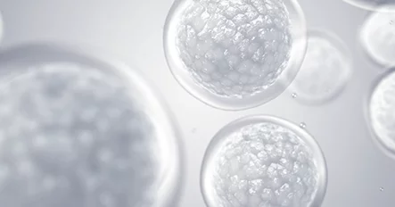 การฉีดสเต็มเซลล์จากไขกระดูก