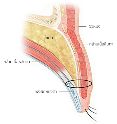 The Key to Beautiful Eyes