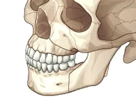 STEP 3. ปรับตำแหน่งขากรรไกรบนและล่าง